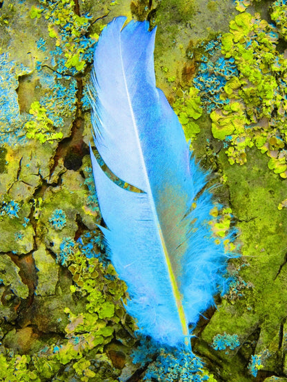 Digitale Fotografie "Nur eine Feder" von Ralf Sempf, zeigt eine einzelne Feder in Nahaufnahme, detailreich bearbeitet, auf Leinwand mit Keilrahmen gedruckt, 80x60 cm. Bei FemArtSPACE.