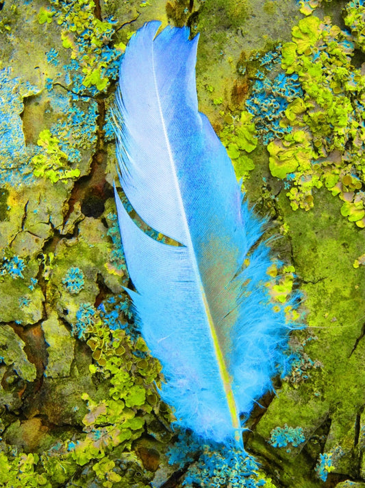 Digitale Fotografie "Nur eine Feder" von Ralf Sempf, zeigt eine einzelne Feder in Nahaufnahme, detailreich bearbeitet, auf Leinwand mit Keilrahmen gedruckt, 80x60 cm. Bei FemArtSPACE.