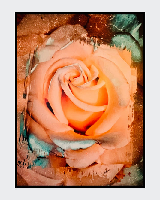 Gemälde einer großformatigen, weich beleuchteten Rose in warmen Pfirsich‑ und Apricot­tönen. Die Blütenblätter wirken samtig und leicht abstrahiert. Um die Rose herum befinden sich malerische Strukturen in Türkis, Braun und Beige, die dem Werk eine organische, leicht verwitterte Textur verleihen. Das Bild misst 80 × 60 cm und hat eine moderne, expressive Anmutung.