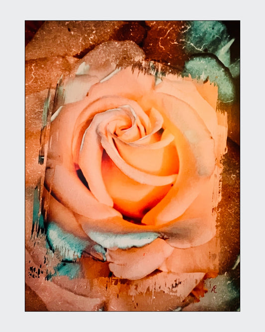 Gemälde einer großformatigen, weich beleuchteten Rose in warmen Pfirsich‑ und Apricot­tönen. Die Blütenblätter wirken samtig und leicht abstrahiert. Um die Rose herum befinden sich malerische Strukturen in Türkis, Braun und Beige, die dem Werk eine organische, leicht verwitterte Textur verleihen. Das Bild misst 80 × 60 cm und hat eine moderne, expressive Anmutung.