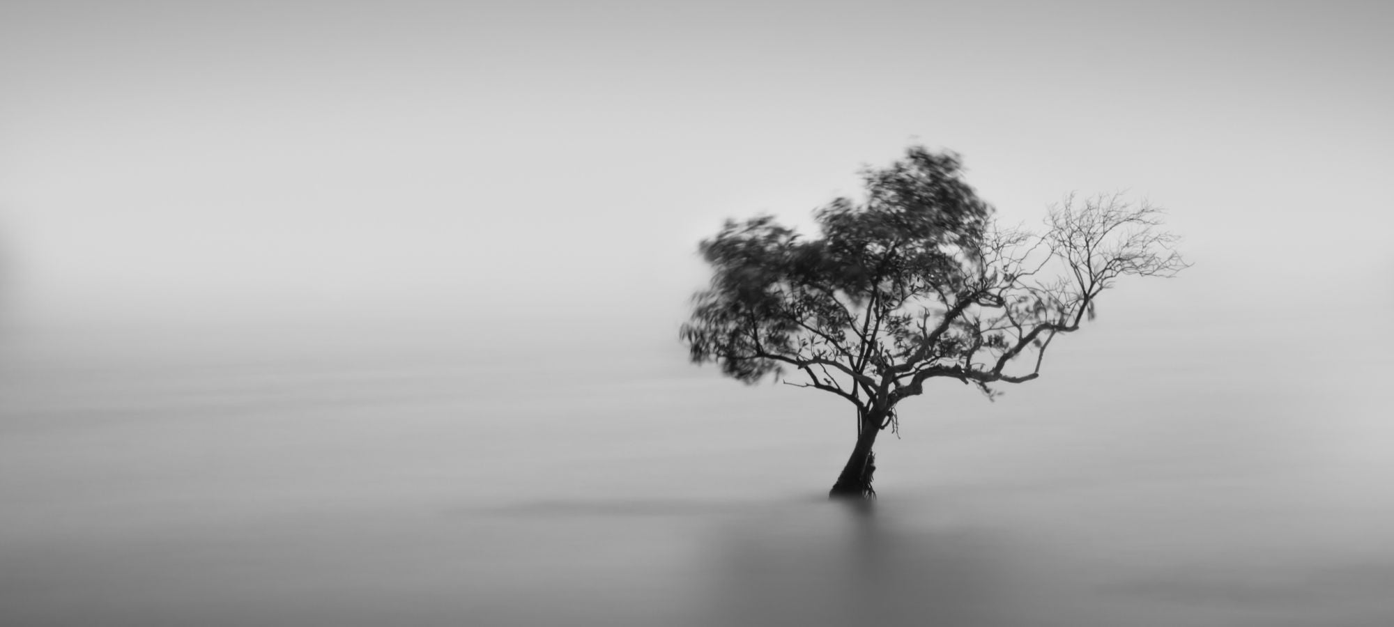 Minimalistische Schwarz-Weiß-Fotografie eines einzelnen Baumes im Nebel, mit sanfter Bewegungsunschärfe und einer ruhigen, atmosphärischen Ausstrahlung.