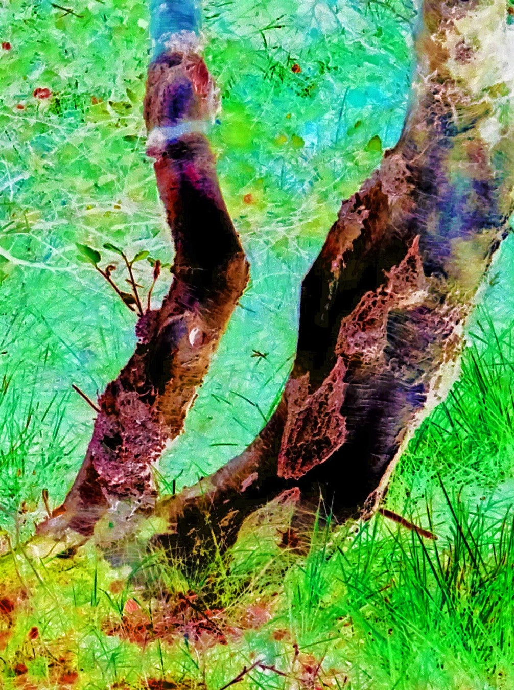 Ralf Sempf Birkenstämme, abstrahierte Naturfotografie, Bäume in leuchtenden Grün- und Türkistönen, verträumte Szene