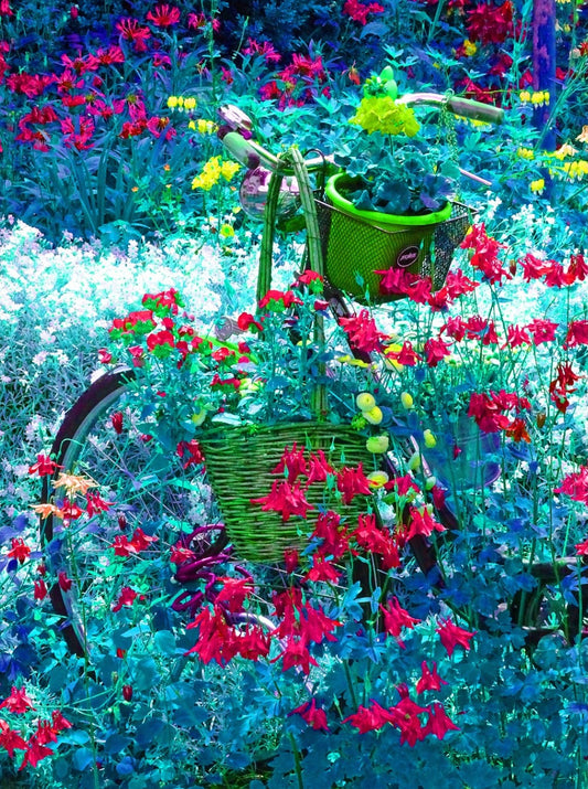 „Nein, fahren kann man mit dem Rad wohl nicht mehr“ – Kunstfotografie von Ralf Sempf. Ein altes Fahrrad, überwuchert von bunten Blumen, eingebettet in eine traumhafte Gartenlandschaft.