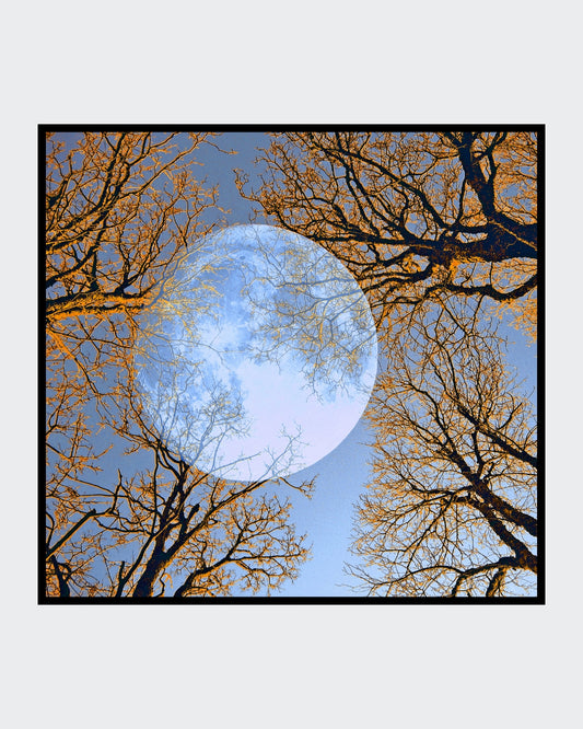 Ralf Sempf Vollmond, surrealistische Fotomontage, Doppelbelichtung, Blick durch orange-braune Baumwipfel auf einen riesigen blauen Mond